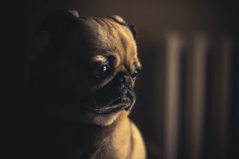 A sad looking little dog.